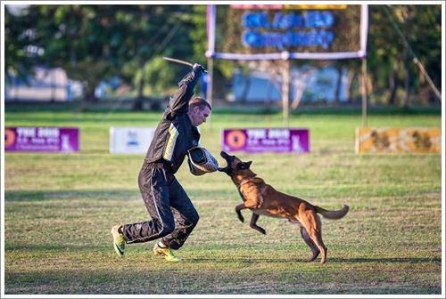 Dogilike.com :: ʹ! Ҿ觢ѹعѢѡдѺҹҪҵԻ 2015