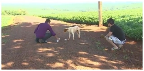 Dogilike.com :: ش! Ի ҵٺҵö÷ءȾҢͧ繷ѡ