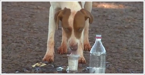 Dogilike.com :: ش! Ի ҵٺҵö÷ءȾҢͧ繷ѡ