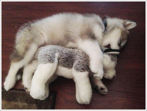 Dogilike.com :: ͧǹѡ ҵٺ¢ͧ蹷ء¡鹵꡵ҷ͹ͧ