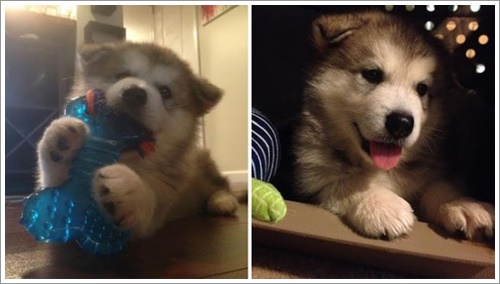 Dogilike.com :: ͧǹѡ ҵٺ¢ͧ蹷ء¡鹵꡵ҷ͹ͧ