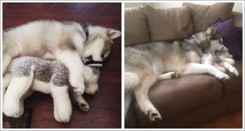 Dogilike.com :: ͧǹѡ ҵٺ¢ͧ蹷ء¡鹵꡵ҷ͹ͧ