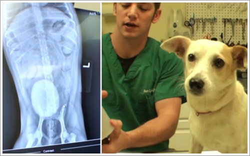 Dogilike.com :: ʹԴ! ѵᾷҵѴӹǡ͹͡ҡͧعѢèѴ