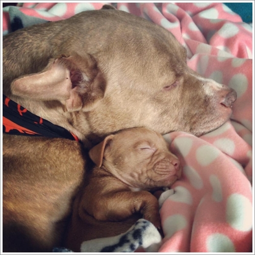 Dogilike.com :: ͧشѡ! ;Է ҾԡѺ§١عѢ١