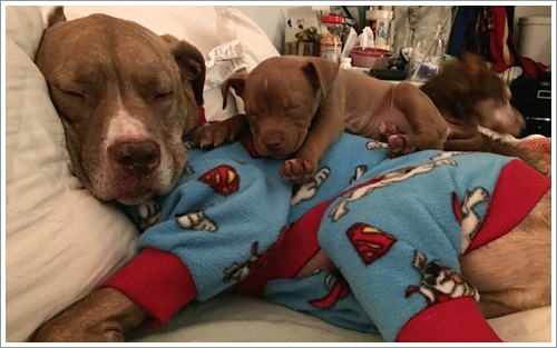 Dogilike.com :: ͧشѡ! ;Է ҾԡѺ§١عѢ١