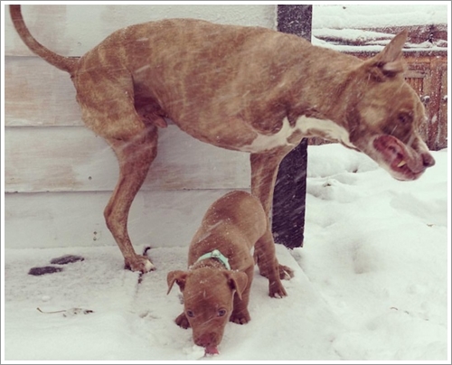 Dogilike.com :: ͧشѡ! ;Է ҾԡѺ§١عѢ١