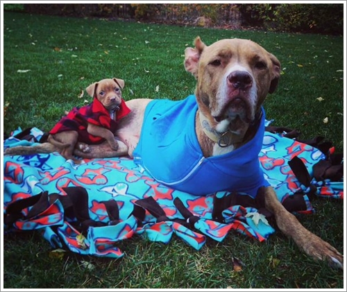 Dogilike.com :: ͧشѡ! ;Է ҾԡѺ§١عѢ١