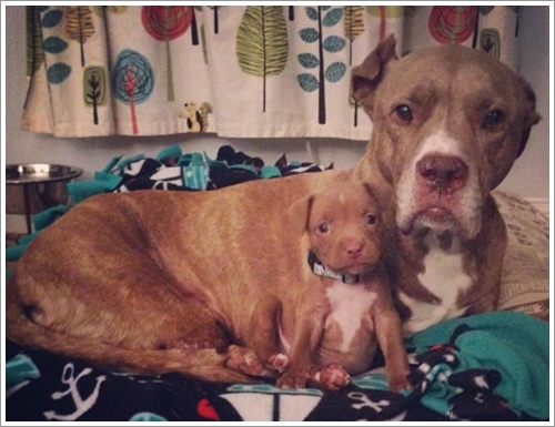 Dogilike.com :: ͧشѡ! ;Է ҾԡѺ§١عѢ١