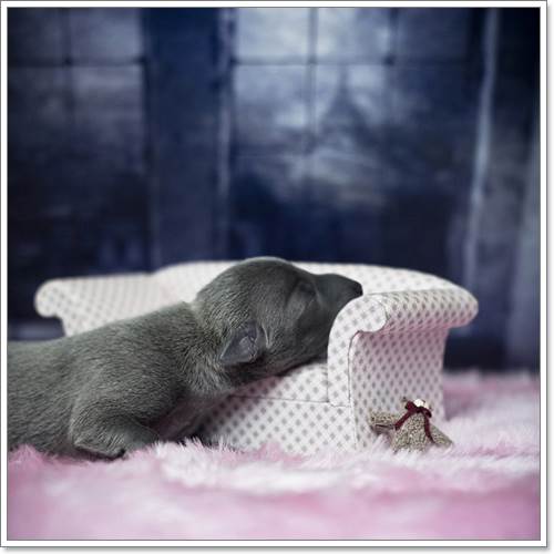 Dogilike.com :: ѧ! ҢͧѺ١عѢáԴҾ´ѧ෾