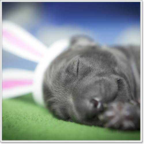 Dogilike.com :: ѧ! ҢͧѺ١عѢáԴҾ´ѧ෾
