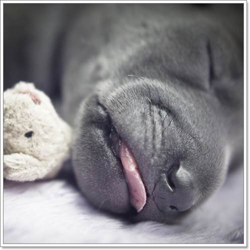 Dogilike.com :: ѧ! ҢͧѺ١عѢáԴҾ´ѧ෾