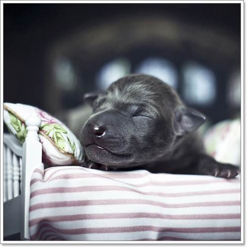 Dogilike.com :: ѧ! ҢͧѺ١عѢáԴҾ´ѧ෾