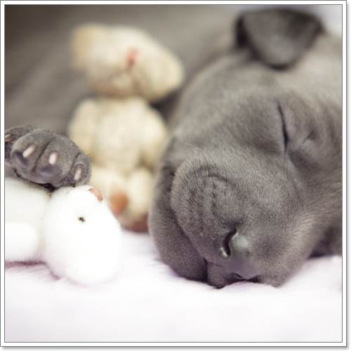 Dogilike.com :: ѧ! ҢͧѺ١عѢáԴҾ´ѧ෾