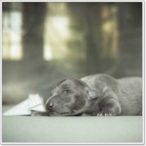 Dogilike.com :: ѧ! ҢͧѺ١عѢáԴҾ´ѧ෾