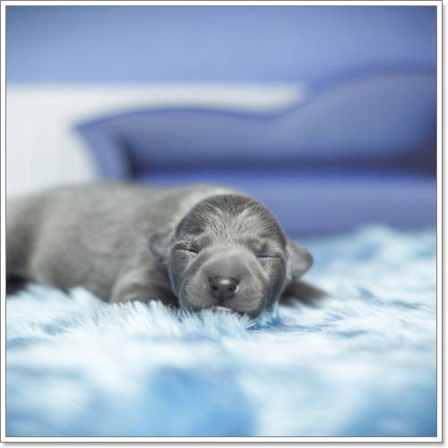 Dogilike.com :: ѧ! ҢͧѺ١عѢáԴҾ´ѧ෾