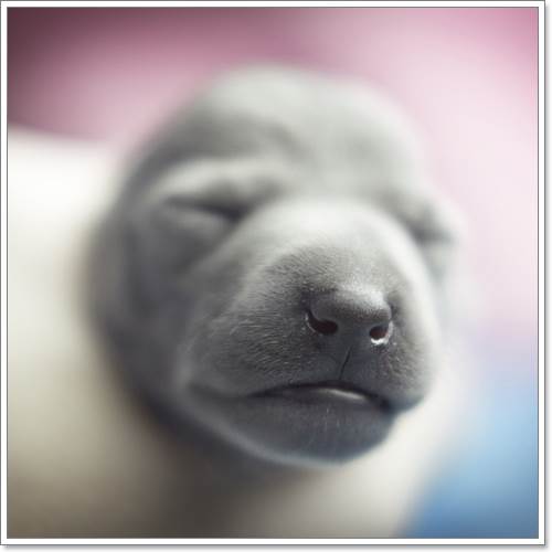 Dogilike.com :: ѧ! ҢͧѺ١عѢáԴҾ´ѧ෾