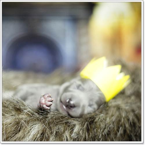 Dogilike.com :: ѧ! ҢͧѺ١عѢáԴҾ´ѧ෾