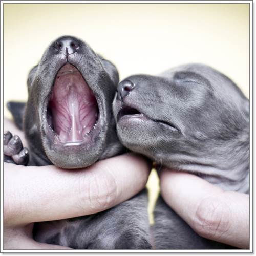 Dogilike.com :: ѧ! ҢͧѺ١عѢáԴҾ´ѧ෾