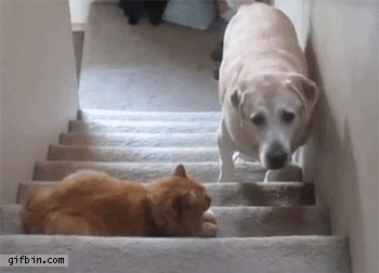 Dogilike.com :: 23 Ҿ͵شҢͧҵٺ