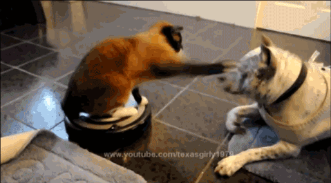 Dogilike.com :: 23 Ҿ͵شҢͧҵٺ