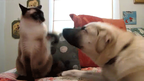 Dogilike.com :: 23 Ҿ͵شҢͧҵٺ