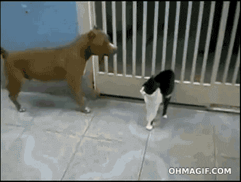 Dogilike.com :: 23 Ҿ͵شҢͧҵٺ