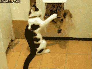 Dogilike.com :: 23 Ҿ͵شҢͧҵٺ