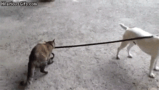 Dogilike.com :: 23 Ҿ͵شҢͧҵٺ