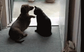 Dogilike.com :: 23 Ҿ͵شҢͧҵٺ