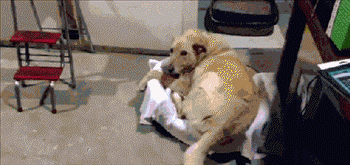 Dogilike.com :: 23 Ҿ͵شҢͧҵٺ