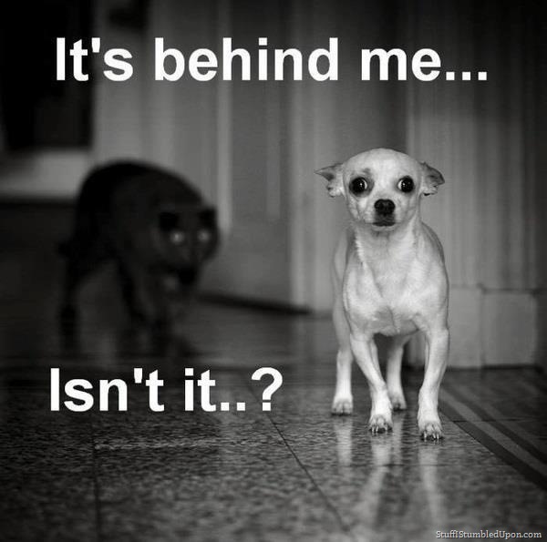 Dogilike.com :: 23 Ҿ͵شҢͧҵٺ