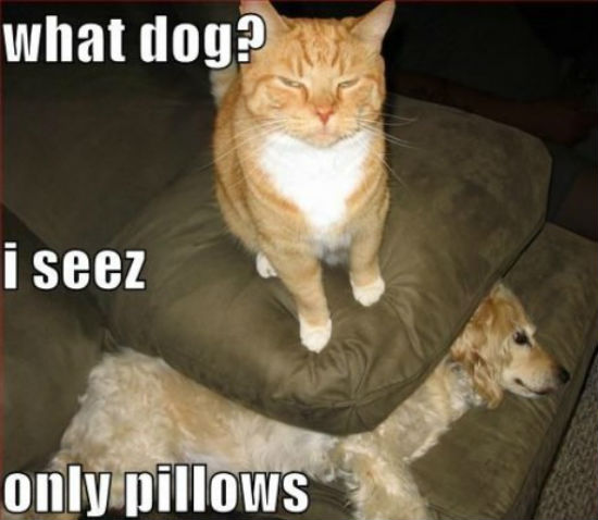 Dogilike.com :: 23 Ҿ͵شҢͧҵٺ