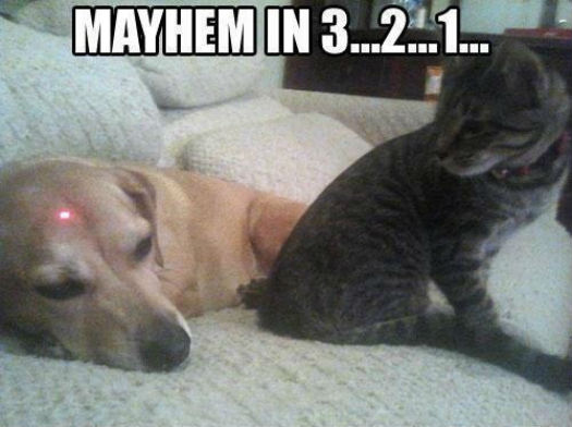 Dogilike.com :: 23 Ҿ͵شҢͧҵٺ