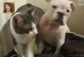 Dogilike.com :: 23 Ҿ͵شҢͧҵٺ