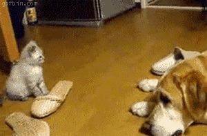 Dogilike.com :: 23 Ҿ͵شҢͧҵٺ