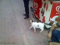 Dogilike.com :: 23 Ҿ͵شҢͧҵٺ