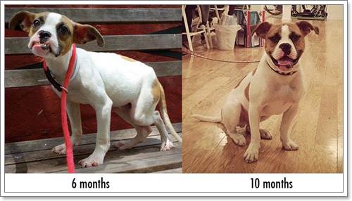 Dogilike.com :: 13 عѢ١駡Ѻѡط¹ŧԵǡѹ仵ʹ