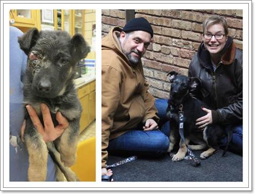 Dogilike.com :: 13 عѢ١駡Ѻѡط¹ŧԵǡѹ仵ʹ