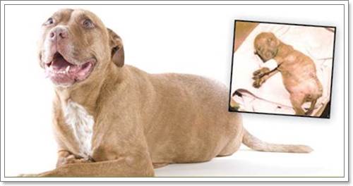 Dogilike.com :: 13 عѢ١駡Ѻѡط¹ŧԵǡѹ仵ʹ