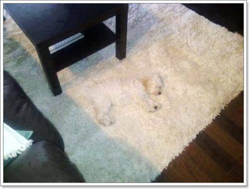 Dogilike.com :: 13 Ҿþҧش (¹) ͧҵٺʺ