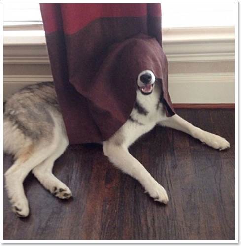 Dogilike.com :: 13 Ҿþҧش (¹) ͧҵٺʺ