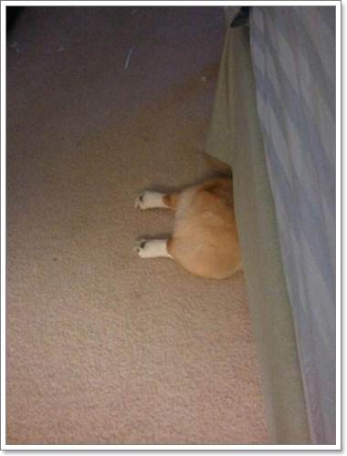Dogilike.com :: 13 Ҿþҧش (¹) ͧҵٺʺ