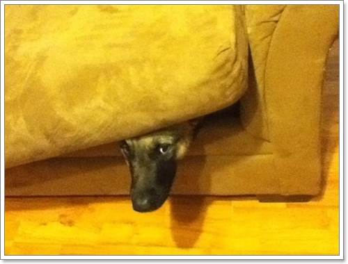 Dogilike.com :: 13 Ҿþҧش (¹) ͧҵٺʺ