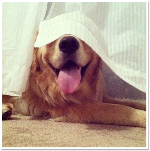 Dogilike.com :: 13 Ҿþҧش (¹) ͧҵٺʺ