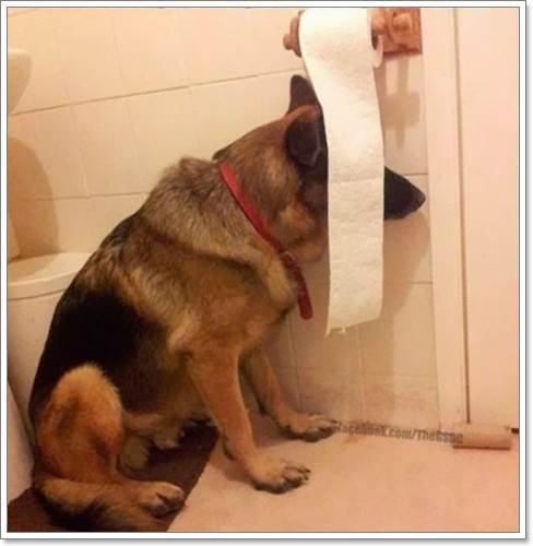 Dogilike.com :: 13 Ҿþҧش (¹) ͧҵٺʺ