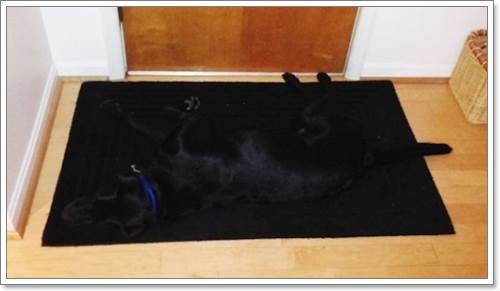 Dogilike.com :: 13 Ҿþҧش (¹) ͧҵٺʺ
