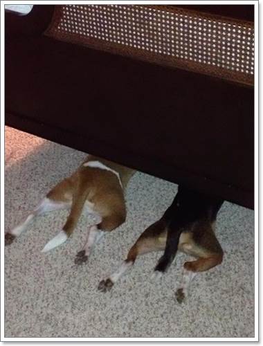Dogilike.com :: 13 Ҿþҧش (¹) ͧҵٺʺ