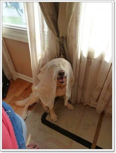 Dogilike.com :: 13 Ҿþҧش (¹) ͧҵٺʺ