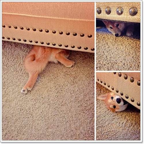Dogilike.com :: 13 Ҿþҧش (¹) ͧҵٺʺ