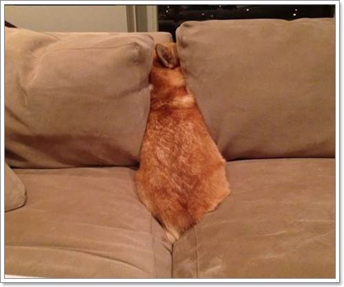 Dogilike.com :: 13 Ҿþҧش (¹) ͧҵٺʺ